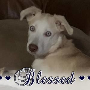 Meet your Posher, Frances